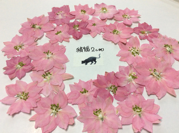 ピンクのチドリソウの押し花素材   (30リン) 3枚目の画像