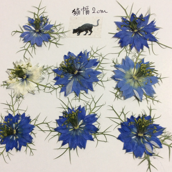 ニゲラの押し花素(ブルーとホワイト) 2枚目の画像
