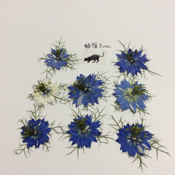 ニゲラの押し花素(ブルーとホワイト) 3枚目の画像