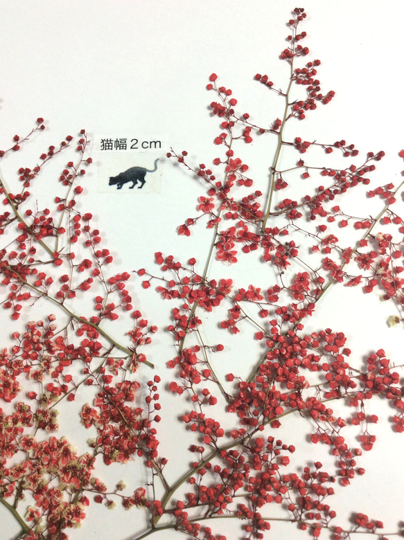 赤い染色チンシバイの押し花素材 2枚目の画像