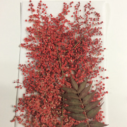赤い染色チンシバイの押し花素材 3枚目の画像