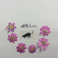 アイノカンザシの押し花素材(25リン以上) 1枚目の画像