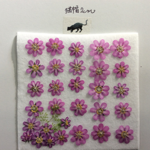 アイノカンザシの押し花素材(25リン以上) 3枚目の画像