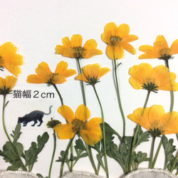 ビデンスの押し花素材(20リン) 2枚目の画像