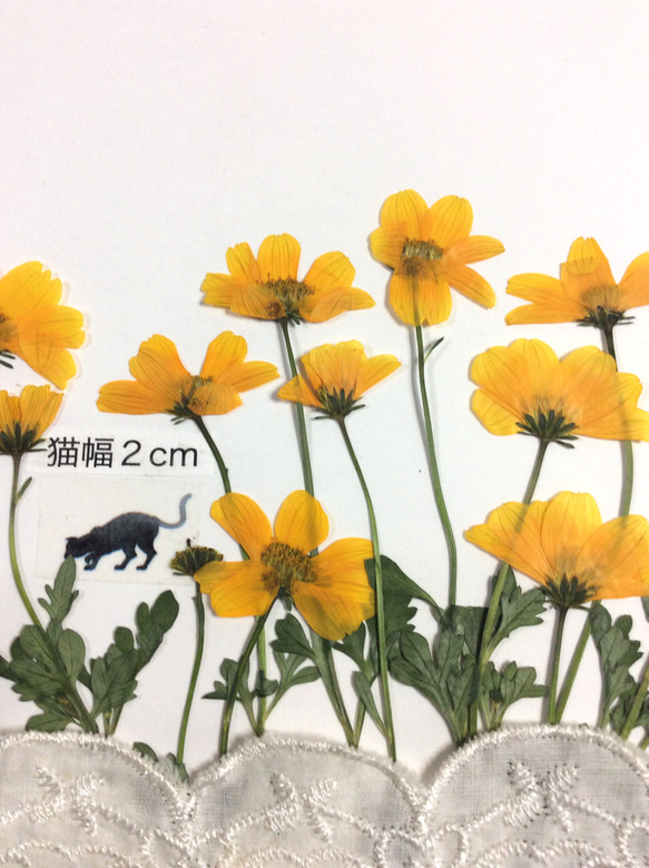 ビデンスの押し花素材(20リン) 2枚目の画像