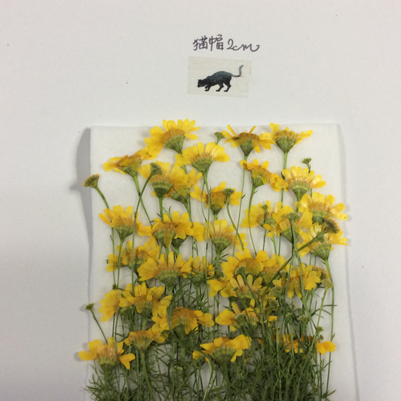 ダールベルグデージーの押し花素材(30リン以上) 3枚目の画像