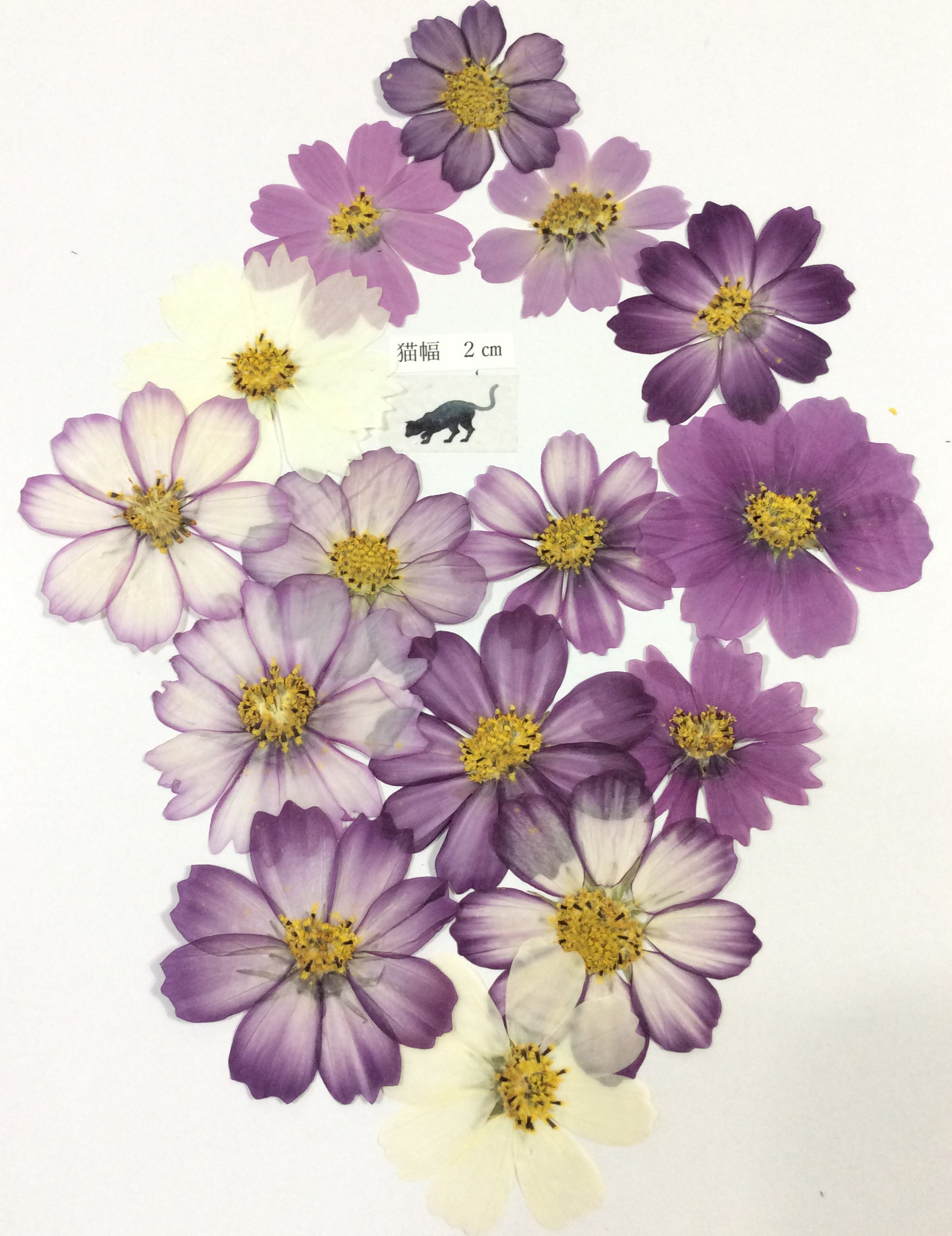 ハンドメイド 押し花と文字のレジンブローチ 貧しく コスモス