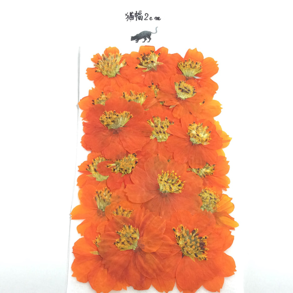 キバナコスモスの押し花素材(25リン) 2枚目の画像