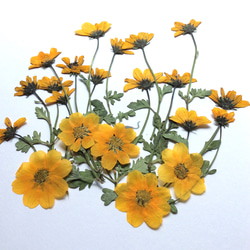 黄色いビデンスの押し花素材(茎付きと正面向き) 2枚目の画像