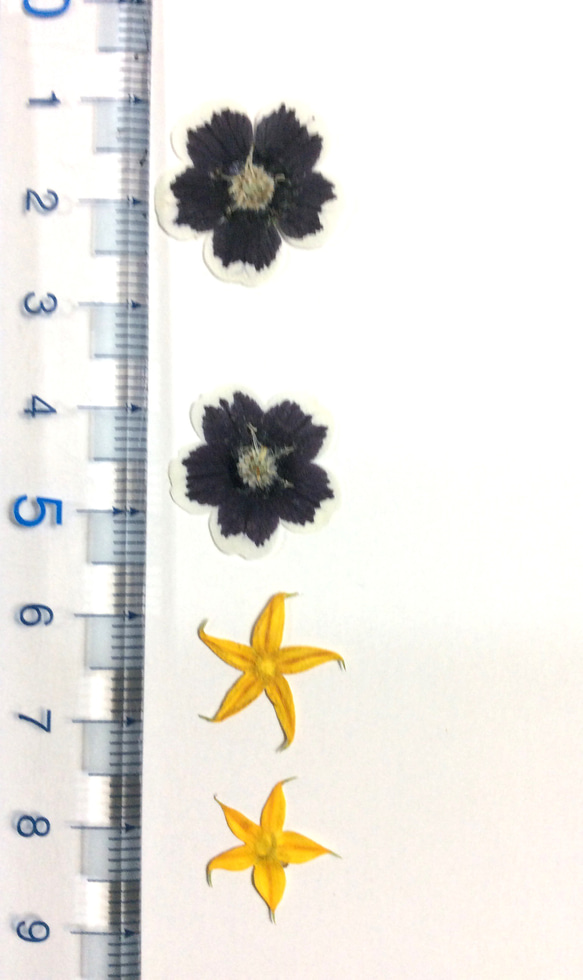 ネモフィラ(ブラック)とコンロンカの黄色い小花の押し花 4枚目の画像