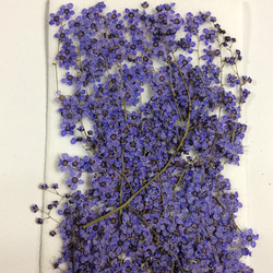 チンシバイの染色押し花(ラベンダーブルー) 3枚目の画像