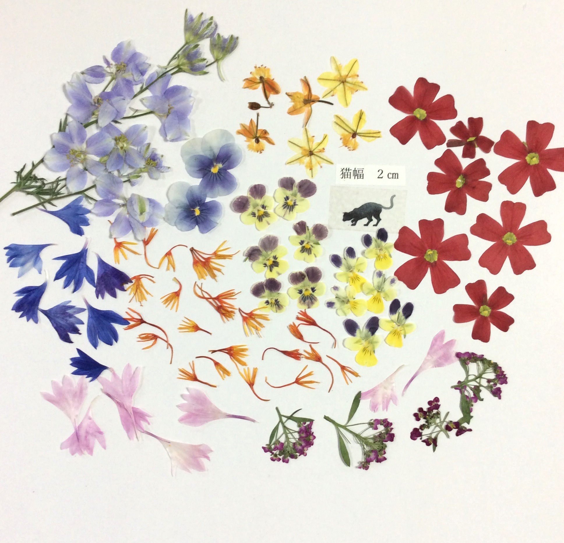 オオカミとうららの小さな押し花 オオカミとフクロウ オオカミとうららの小さな押し花 | オオカミ