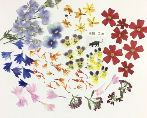 お花ページ 1_eafa310ec2f41a1a19bbba97de25