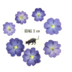 ブルーのバーベナの押し花 1枚目の画像