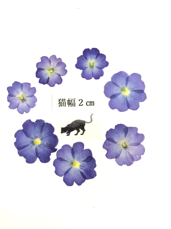 ブルーのバーベナの押し花 1枚目の画像