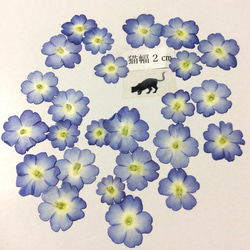 ブルーのバーベナの押し花 2枚目の画像