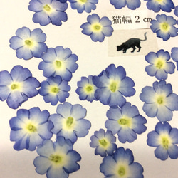 ブルーのバーベナの押し花 3枚目の画像