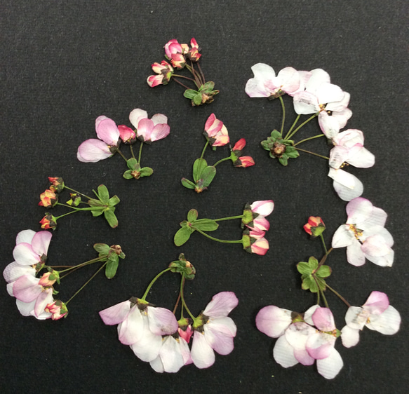 小さいビオラ色々の押し花素材 3枚目の画像