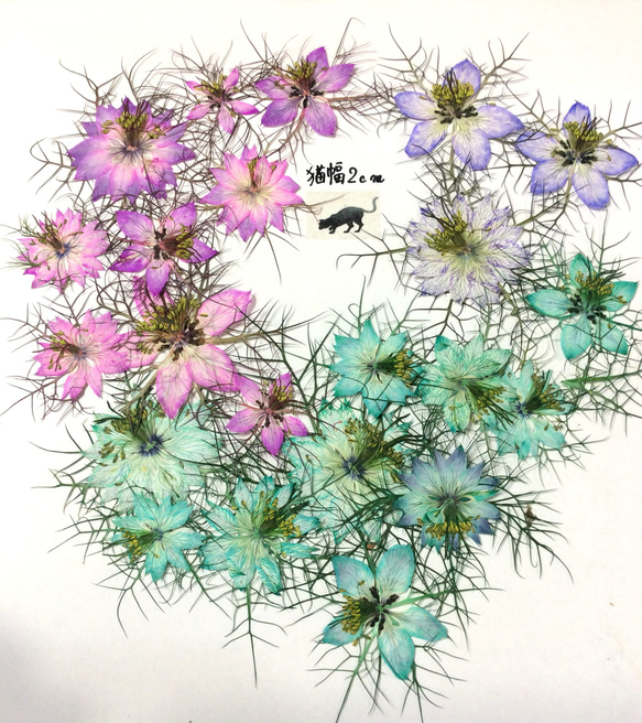 染色ニゲラの押し花素材 2枚目の画像