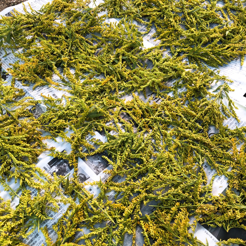 天然ハーブ】背高泡立草 セイタカアワダチソウ1kg 個包装80個前後