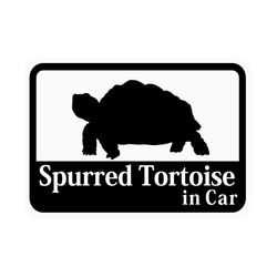 Spurred Tortoise「ケヅメリクガメ」 車用ステッカー (マグネット) 1枚目の画像