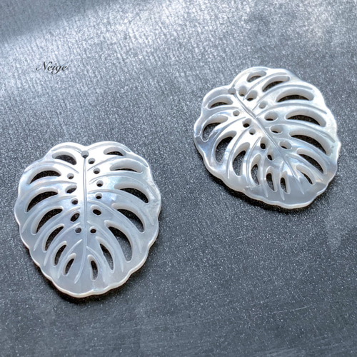 14kgf ホワイトシェル (モンステラ)