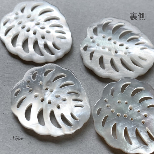 14kgf ホワイトシェル  (モンステラ) 14kgf ホワイトシェル (モンステラ)