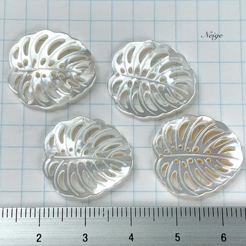 14kgf ホワイトシェル (モンステラ)