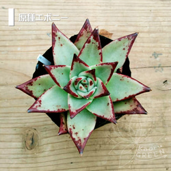 シャニー/エケベリア [抜き苗] 多肉植物 KaoruGREEN 通販