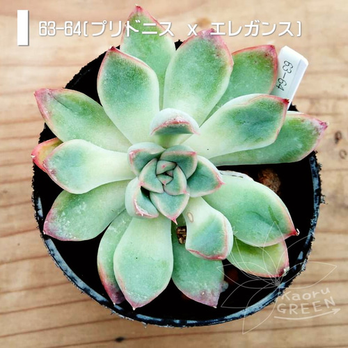 エレガンス 脱ぎ 抜き苗