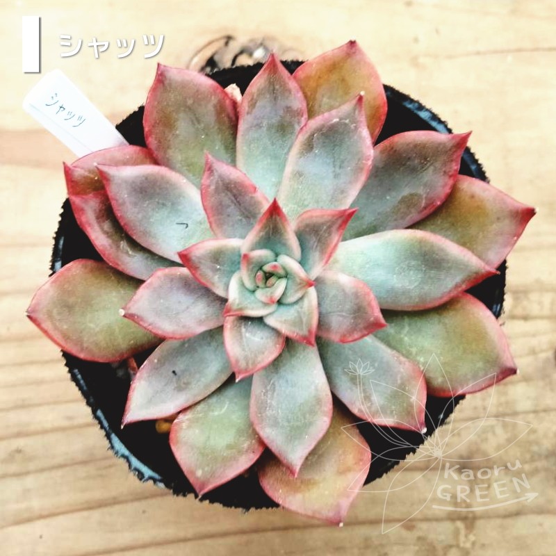 多肉植物 適当 韓国苗 エケベリア プシュケ
