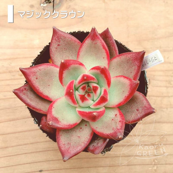 マジッククラウン/エケベリア [抜き苗] 多肉植物 KaoruGREEN 通販