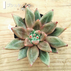 ザラゴーサエッジ/エケベリア [抜き苗] 多肉植物 KaoruGREEN 通販