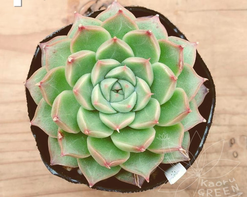 シャニー/エケベリア [抜き苗] 多肉植物 KaoruGREEN 通販