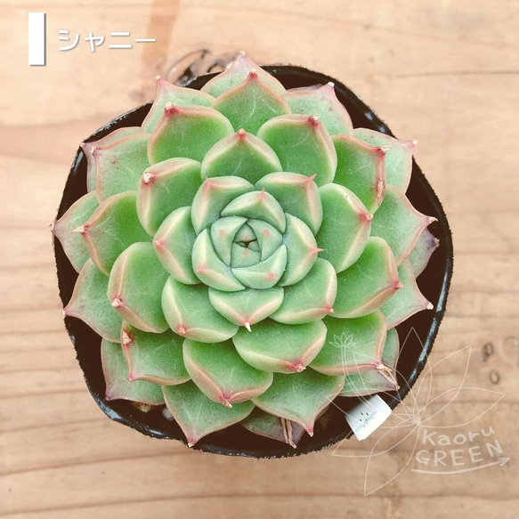 シャニー/エケベリア [抜き苗] 多肉植物 KaoruGREEN 通販