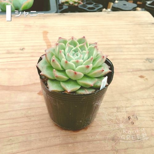 多肉植物 エボニー  抜き苗♡ 多肉植物抜き苗︎︎︎︎❤︎ダーリーサンシャイン 7.5センチ