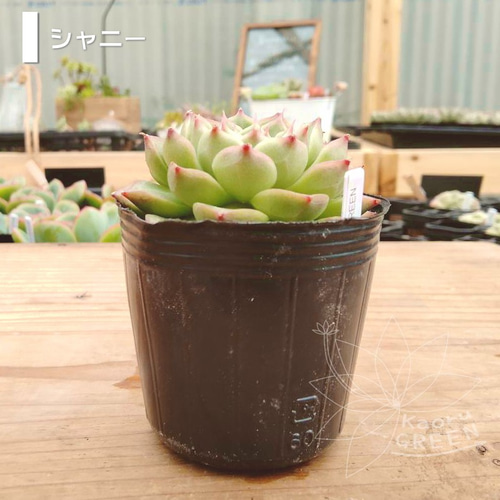 多肉植物 エボニー  抜き苗♡ シャニー/エケベリア [抜き苗] 多肉植物 KaoruGREEN 通販