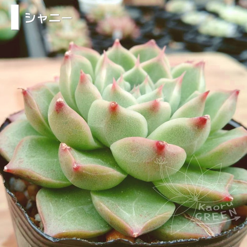 シャニー/エケベリア [抜き苗] 多肉植物 KaoruGREEN 通販