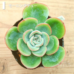ザラゴーサエッジ×ミニマ 実生苗 多肉植物 エケベリア me苗 エレ丸 黒爪ザラゴーサ ミニマPT 多肉植物 エケベリア 札なし