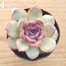 シャニー/エケベリア [抜き苗] 多肉植物 KaoruGREEN 通販 12900260