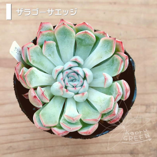 ザラゴーサエッジ/エケベリア [抜き苗] 多肉植物 KaoruGREEN 通販