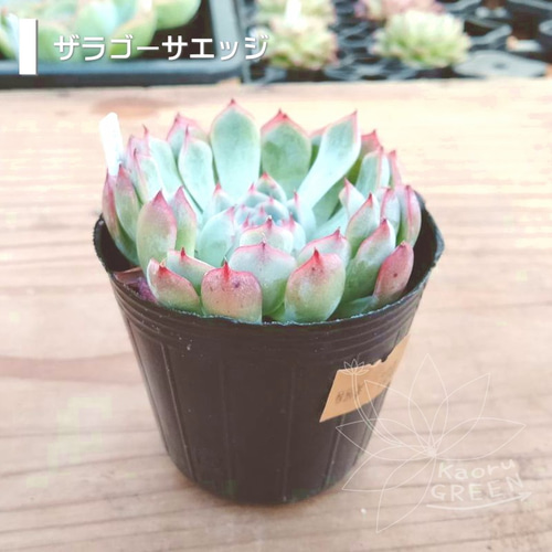 ザラゴーサエッジ/エケベリア [抜き苗] 多肉植物 KaoruGREEN 通販