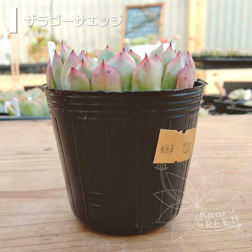 ザラゴーサエッジ/エケベリア [抜き苗] 多肉植物 KaoruGREEN 通販