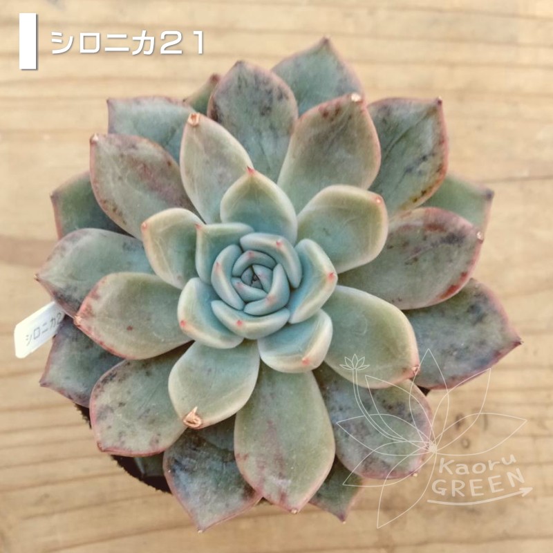 多肉植物 クラウド 抜き苗 形が独特で綺麗 丈夫 ❁⃘*.゜