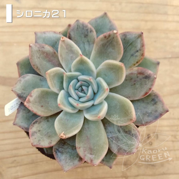 シロニカ21/エケベリア [抜き苗] 多肉植物 KaoruGREEN 通販 12904338
