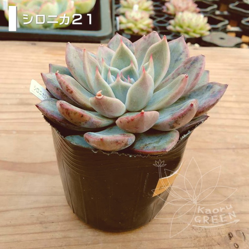シロニカ21/エケベリア [抜き苗] 多肉植物 KaoruGREEN 通販 12904338