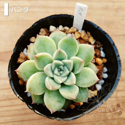 ザラゴーサエッジ/エケベリア [抜き苗] 多肉植物 KaoruGREEN 通販