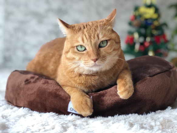 羽毛を使った高級円形ペットベッド　羽毛クッションベッド＋専用カバーセット 1枚目の画像