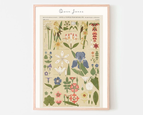 Owen Jones フラワー / アートポスター 花 植物 英文字入り
