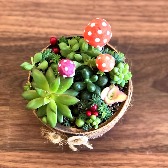 ☆そのまま飾れる☆リメ缶☆きのこ☆多肉植物寄せ植え♬ 多肉植物 
